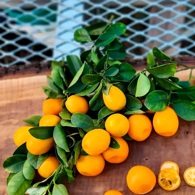 Кумкват Фукуши OB4 / Kumquat Fukushi OB4 — цитрусовое растение, детальное фото
