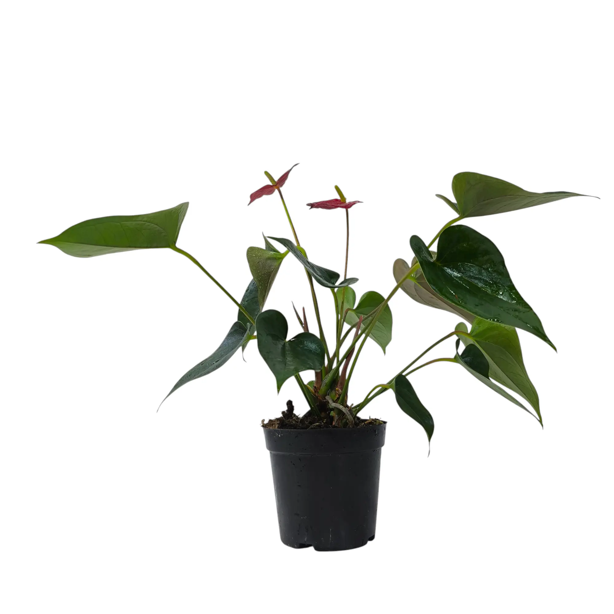 Антуриум андрианум Ред Эксплоужен / Anthurium Аndraeanum Red Explosion купить