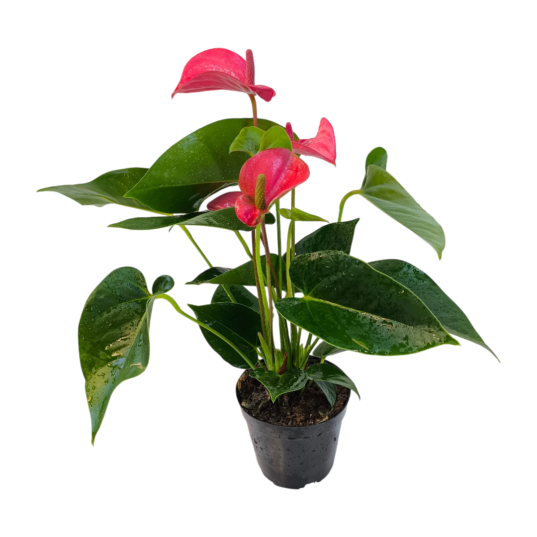 Антуриум Андрианум Пинк Чемпион / Anthurium Andreanum Pink Champion купить