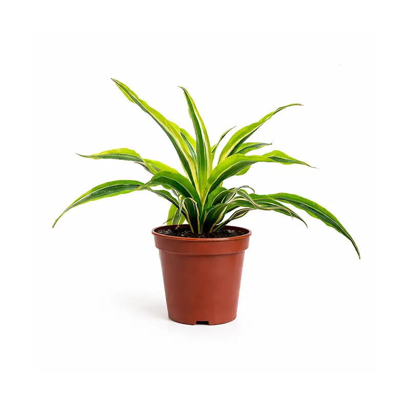 Dracaena Royers Gold листья