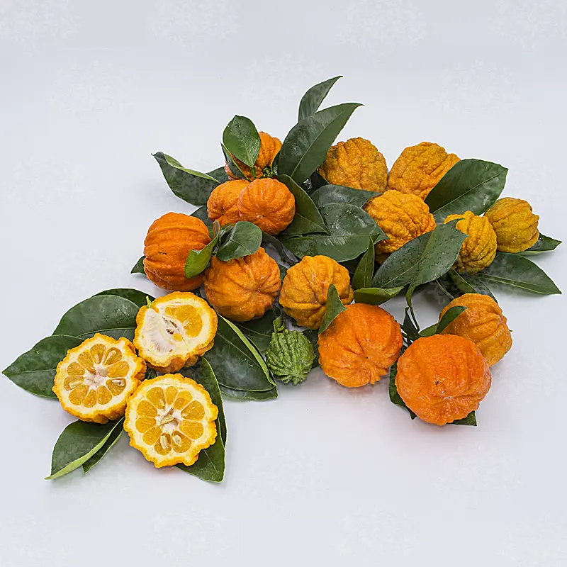 Апельсин Каналикулата / Orange Canaliculata — цитрусовое растение, детальное фото
