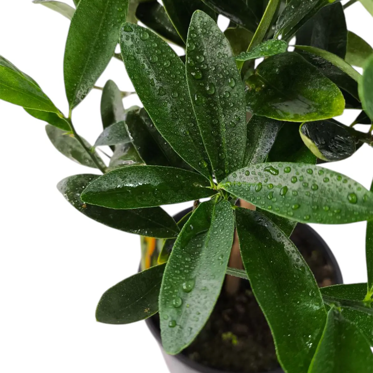 Кумкват Индисии / Kumquat Indisii — цитрусовое растение, детальное фото
