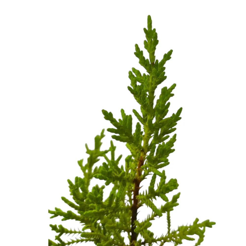 Кипарис Лейланда / Cupressus Leylandii купить