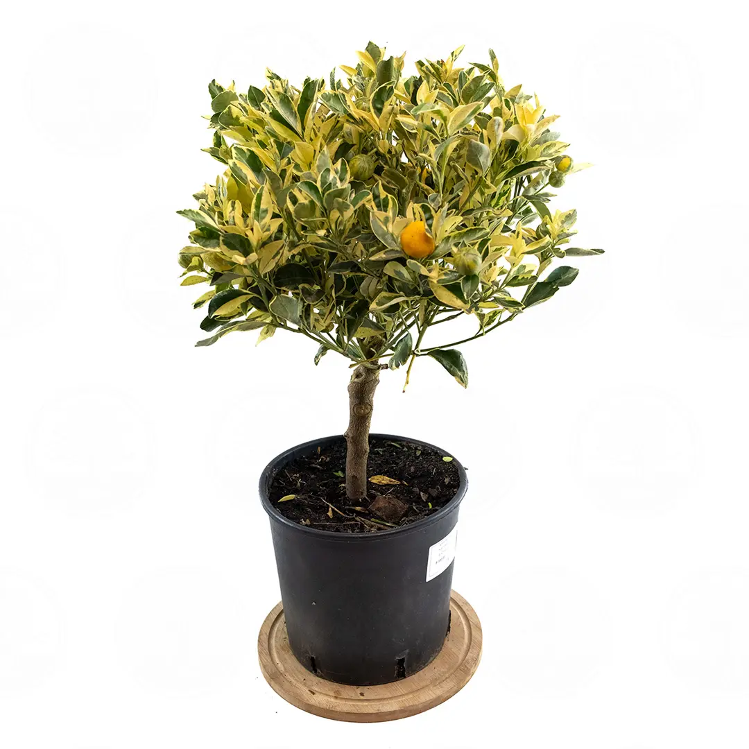 Каламондин вариегатный / Calamondin — цитрусовое растение, детальное фото
