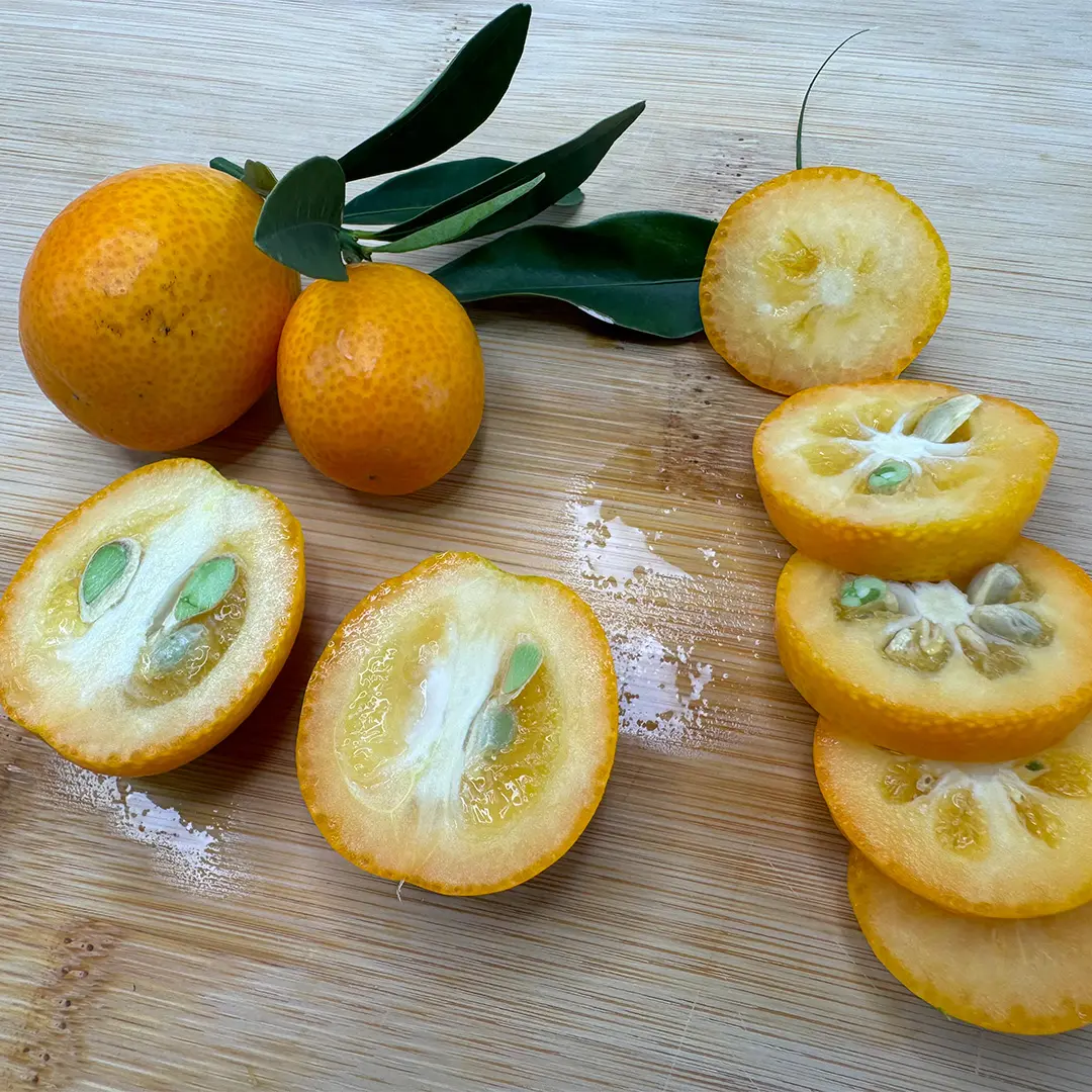 Кумкват Тондо / Kumquat Tondo — цитрусовое растение, детальное фото

