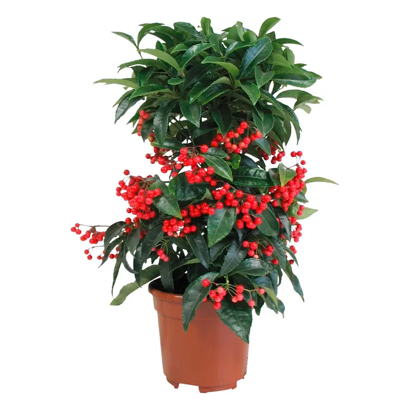Ардизия / Ardisia купить