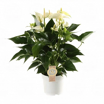 Антуриум Вайт Чампион / Anthurium WHITE CHAMPION