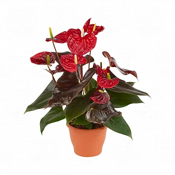 Антуриум Корал Чампион / Anthurium CORAL CHAMPION
