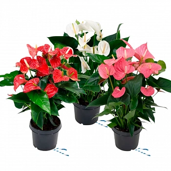 Антуриум Андреанум микс / Anthurium Andreanum mix