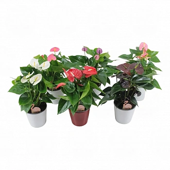 Антуриум Фламинго микс / Anthurium FLAMINGO MIX
