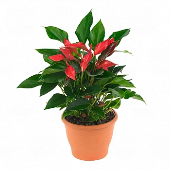 Антуриум Фламинго Петит  Anthurium Flamingo Petit