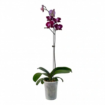 Фаленопсис Монпелье / Phalaenopsis Montpellier 1 ств