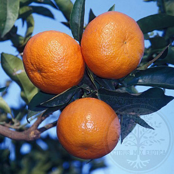 Мандарин Нова / Mandarin Nova — цитрусовое растение, фото

