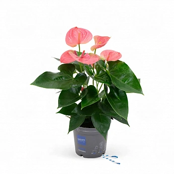 Антуриум Карма Пинк / Anthurium KARMA PINK