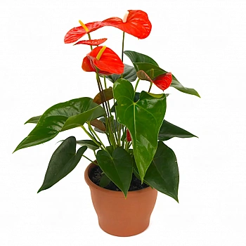 Антуриум Орандж Чампион / Anthurium ORANGE CHAMPION