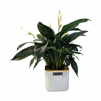 Спатифиллум Краун / Spathiphyllum Crown